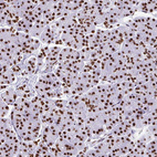 Immunohistochemical staining of human pancreas shows strong nuclear positivity in exocrine glandular cells.