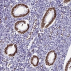 Immunohistochemical staining of human endometrium shows strong nuclear positivity in glandular cells.