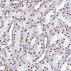 Immunohistochemical staining of human kidney shows strong nuclear positivity in cells in tubules.
