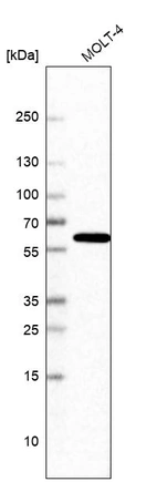 Western blot analysis in human cell line MOLT-4.