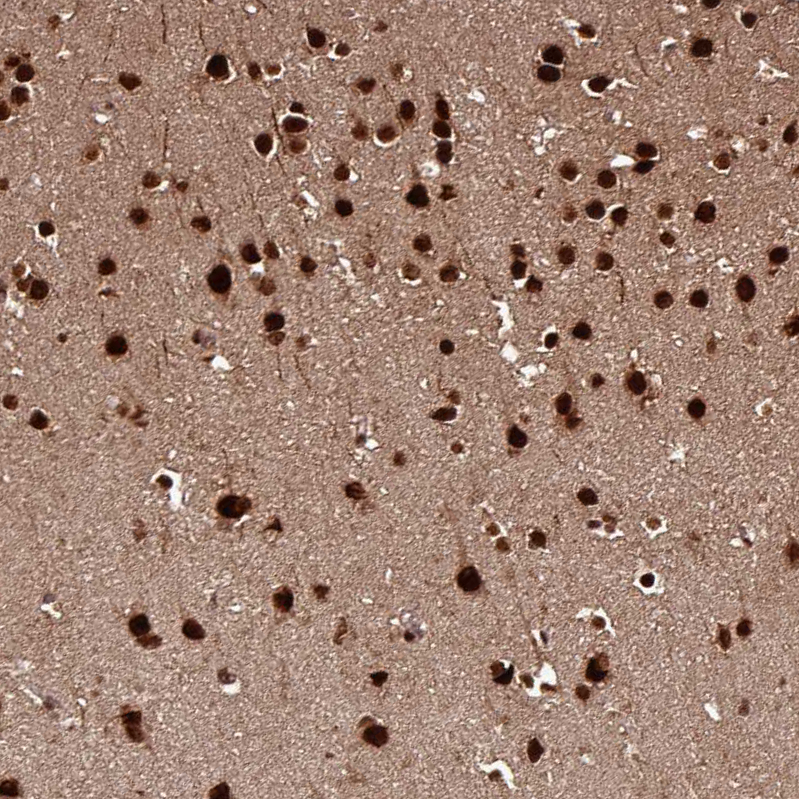 Anti-MORF4L2 Antibody