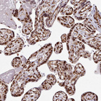 Immunohistochemical staining of human placenta shows strong nuclear positivity in trophoblastic cells.