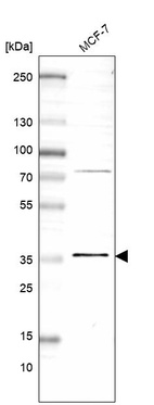 Western blot analysis in human cell line MCF-7.