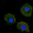 Immunofluorescence staining of A-431 cells using the Anti-CD5 monoclonal antibody, showing localization in plasma membrane in green. Microtubule- and nuclear probes are visualized in red and blue, respectively.