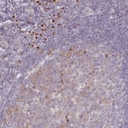 Anti-ZBTB6 Antibody