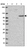 Anti-DLGAP4 Antibody