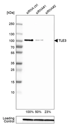 Western blot analysis in HEK293 cells transfected with control siRNA, target specific siRNA probe #1 and #2, using Anti-TLE3 antibody. Remaining relative intensity is presented. Loading control: Anti-GAPDH.