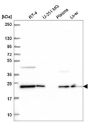Anti-COMMD7 Antibody