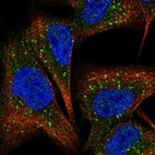 Immunofluorescent staining of human cell line A549 shows localization to vesicles.