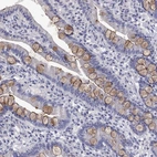 Immunohistochemical staining of human small intestine shows strong membranous positivity in goblet cells.