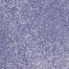 Immunohistochemical staining of human tonsil shows no positivity in non-germinal center cells as expected.