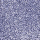 Immunohistochemical staining of human tonsil shows no positivity in non-germinal center cells as expected.