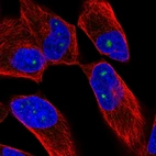 Anti-ZNF136 Antibody