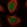 Anti-E2F4 Antibody