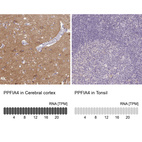 Anti-PPFIA4 Antibody