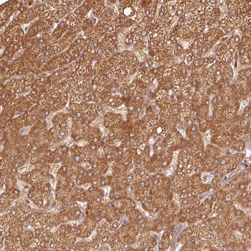 Anti-MRPL16 Antibody