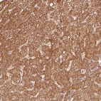 Anti-MRPL16 Antibody