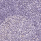 Immunohistochemical staining of human tonsil shows low expression as expected.