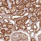 Immunohistochemical staining of human kidney shows strong cytoplasmic granular positivity in cells in tubules.