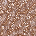 Immunohistochemical staining of human duodenum shows strong cytoplasmic granular positivity in glandular cells.