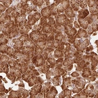 Immunohistochemical staining of human pancreas shows strong cytoplasmic granular positivity in exocrine glandular cells.