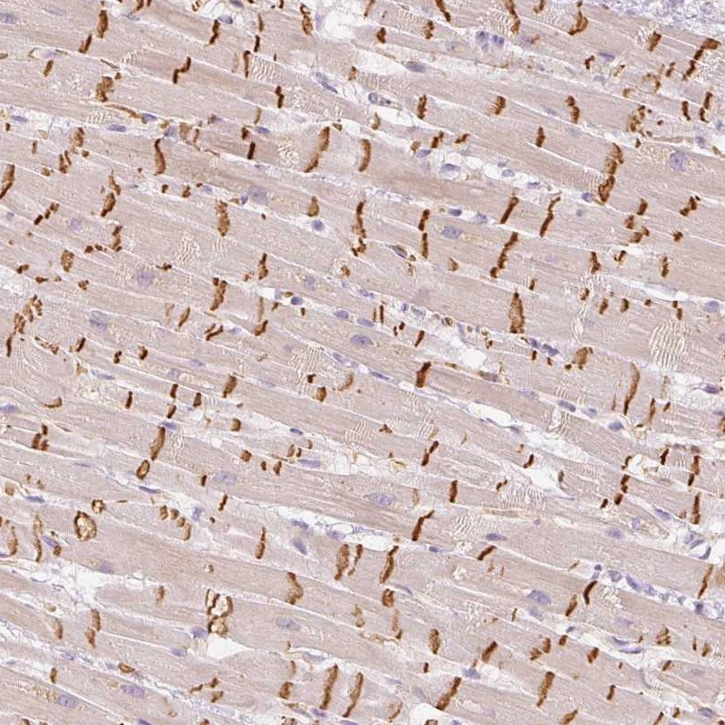 Anti-GZMA Antibody