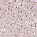 Anti-GZMA Antibody