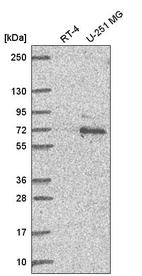 Anti-UBQLN1 Antibody