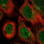 Immunofluorescent staining of human cell line U-2 OS shows localization to nucleoplasm & cytosol.