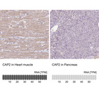 Anti-CAP2 Antibody