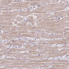 Anti-CAP2 Antibody