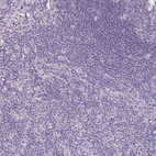 Immunohistochemical staining of human lymph node shows no positivity in non-germinal center cells as expected.