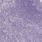 Immunohistochemical staining of human lymph node shows no positivity in non-germinal center cells as expected.