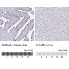 Anti-SLC44A4 Antibody