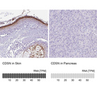 Anti-CDSN Antibody