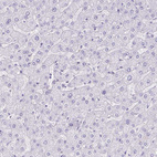 Anti-CDSN Antibody