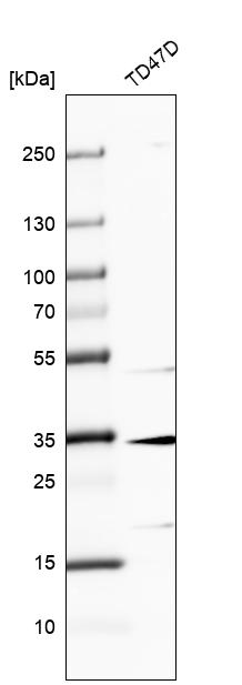 Anti-MAGEF1 Antibody