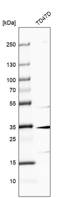 Anti-MAGEF1 Antibody