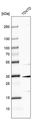 Anti-MAGEF1 Antibody