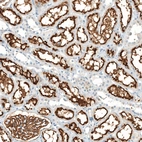 Immunohistochemical staining of human kidney shows strong apical membranous positivity in cells in tubules and cells in glomeruli.