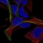 Immunofluorescent staining of human cell line HEK 293 shows localization to actin filaments.