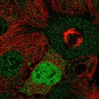 Anti-CCND2 Antibody