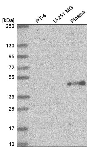 Anti-ELOVL5 Antibody