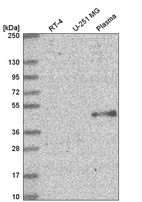 Anti-ELOVL5 Antibody