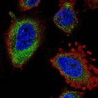 Immunofluorescent staining of human cell line U-251 MG shows localization to endoplasmic reticulum.