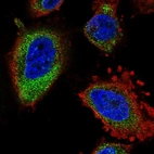 Immunofluorescent staining of human cell line U-251 MG shows localization to endoplasmic reticulum.