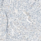 Immunohistochemical staining of human pancreas shows very weak positivity in exocrine glandular cells.