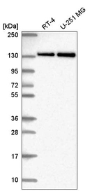 Anti-RNF40 Antibody
