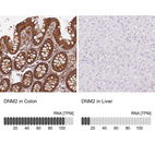 Anti-DNM2 Antibody