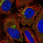 Immunofluorescent staining of human cell line HeLa shows localization to the Golgi apparatus.